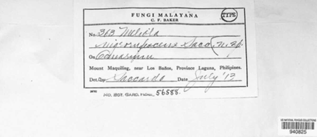 Meliola nigrorufescens image